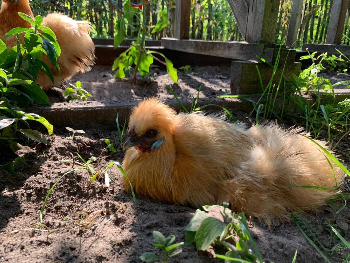 De Akker, Unieke Overnachting In Pipowagens! Ommeren Extérieur photo